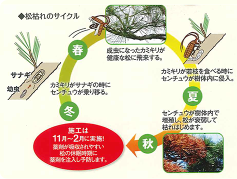 特殊な害虫対策 庭木のお手入れ ダスキン ロイヤル 関西エリアno 1のダスキンショップ