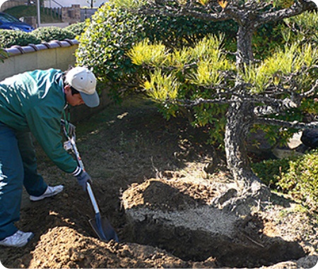 土と緑を元気にする 庭木のお手入れ ダスキン ロイヤル 関西エリアno 1のダスキンショップ
