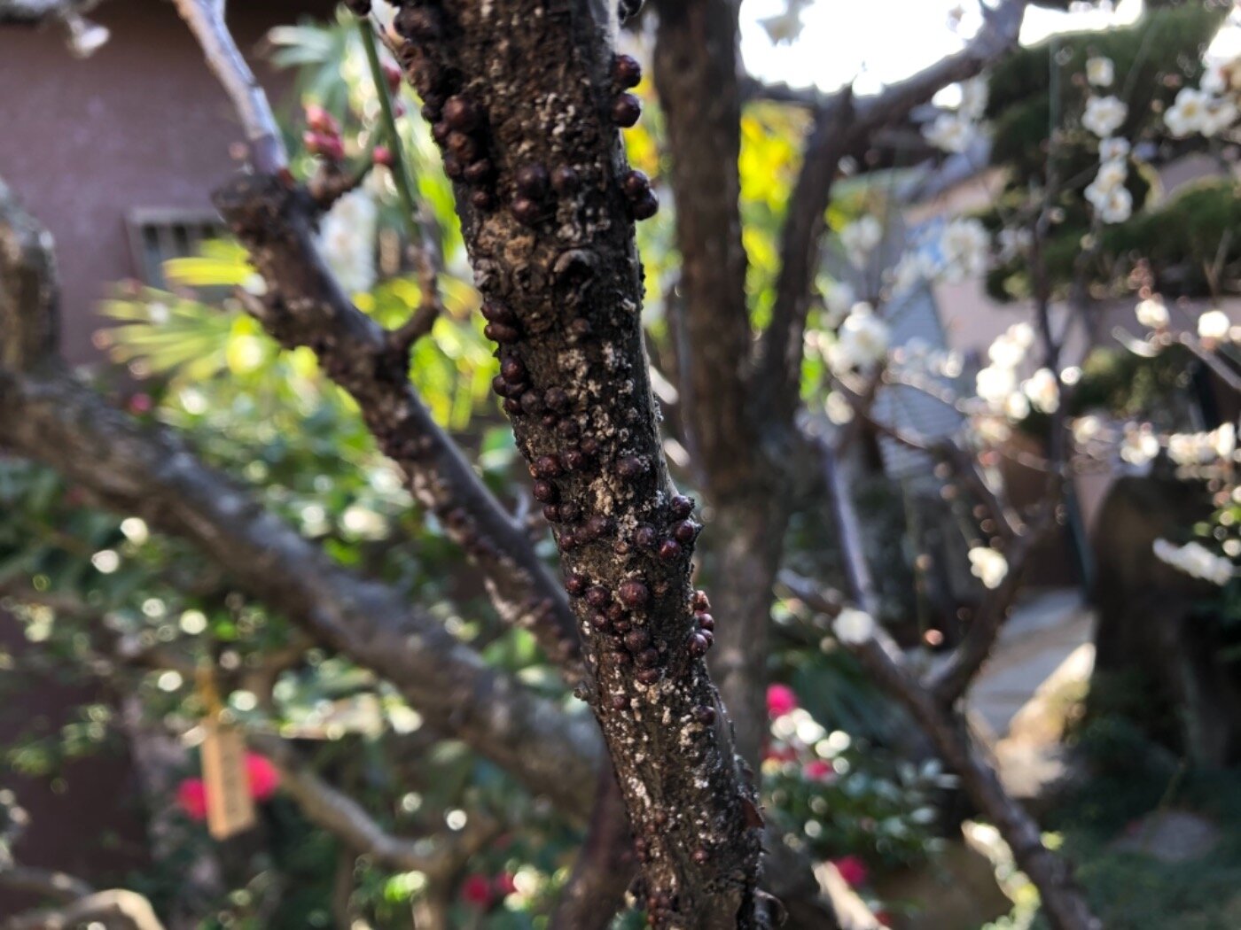 カイガラムシ 駆除 庭木のお手入れ スタッフブログ ダスキンロイヤル