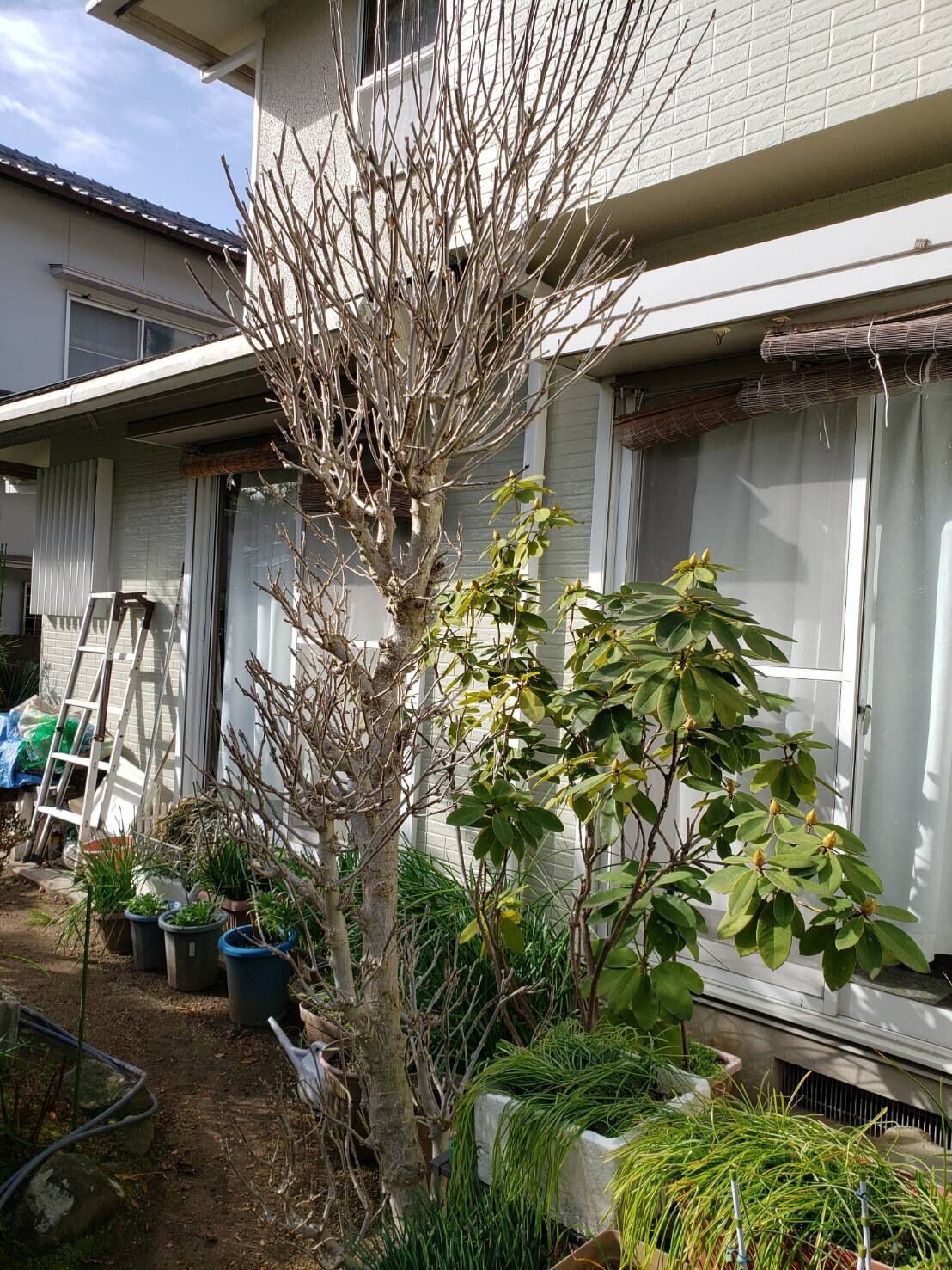 ムクゲの剪定 庭木のお手入れ スタッフブログ ダスキンロイヤル ムクゲの剪定 庭木のお手入れ スタッフブログ ダスキンロイヤル