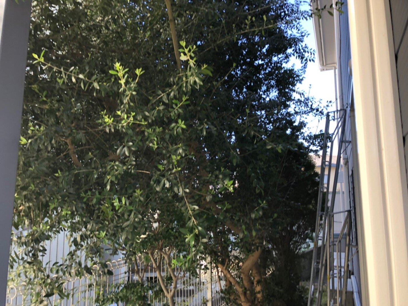 数年放置したオリーブ 庭木のお手入れ スタッフブログ ダスキンロイヤル