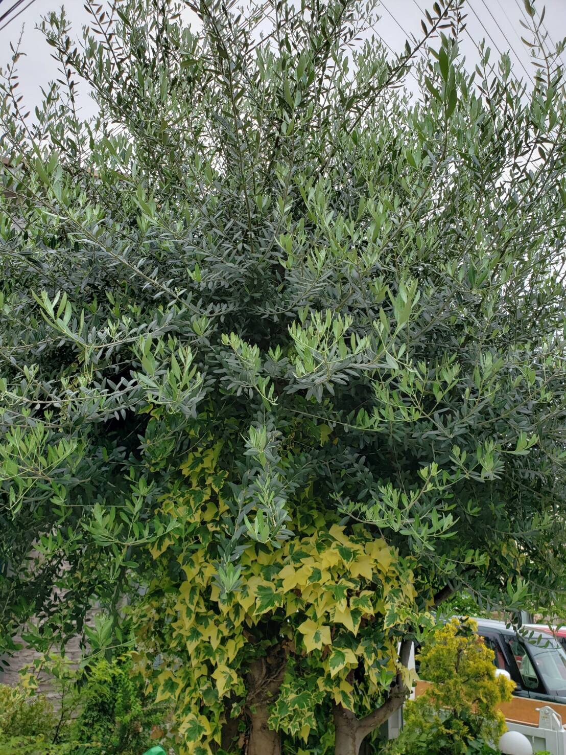 オリーブ 庭木のお手入れ スタッフブログ ダスキンロイヤル